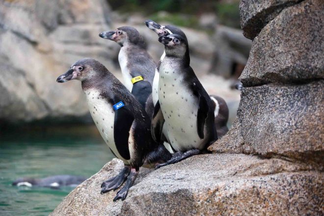 Humboldt Pinguine im Zoo