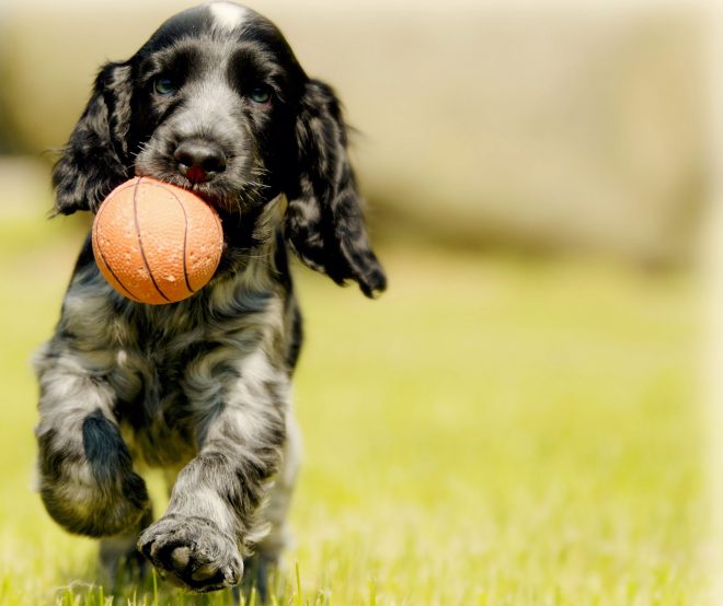Ball spielender Hund