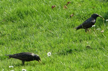 Vögel auf der Wiese