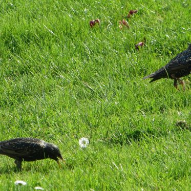 Vögel auf der Wiese