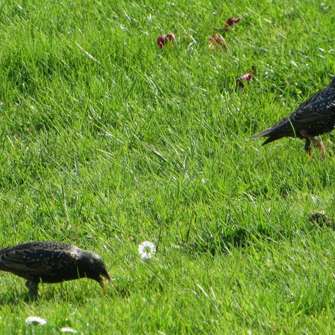 Vögel auf der Wiese