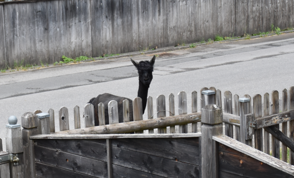 Alpaka schaut über den Zaun