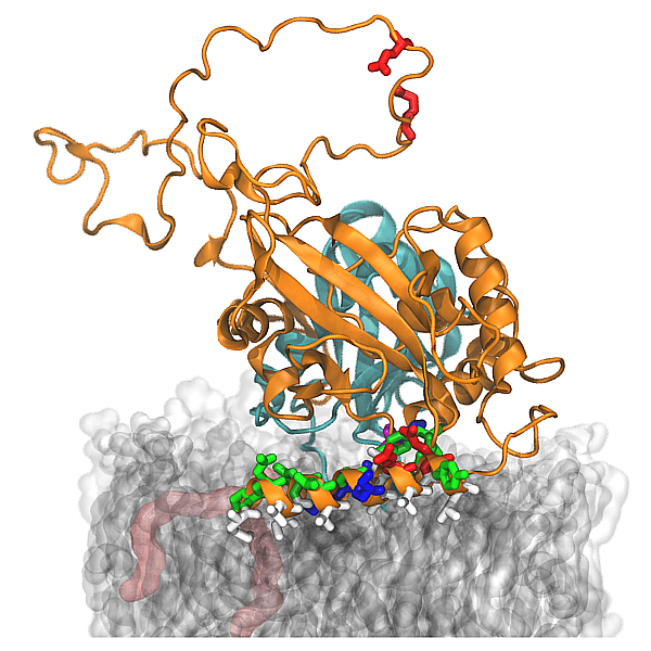 Computersimulation des Proteinkomplexes ATG3