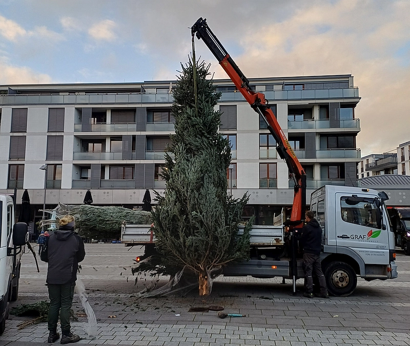 Aufstellung Weihnachtsbaum durch die Stadt FFM