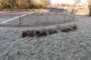 Tiny-Forest Aktion der Goethe-Universität - Die setzlinge liegen bereit