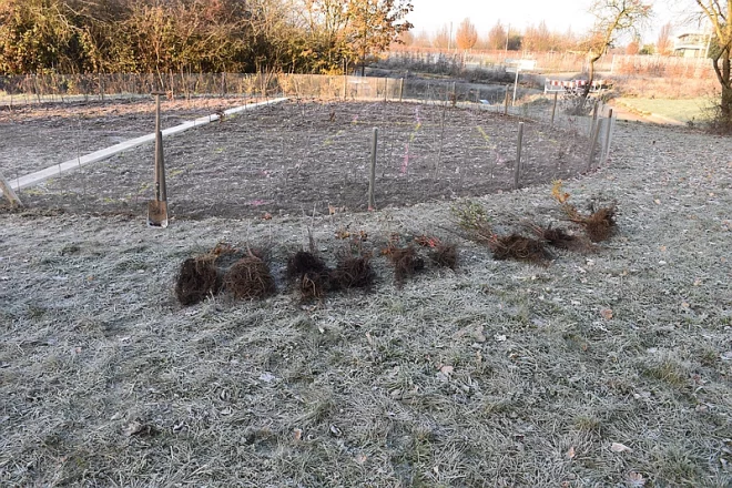 Tiny-Forest Aktion der Goethe-Universität - Die setzlinge liegen bereit