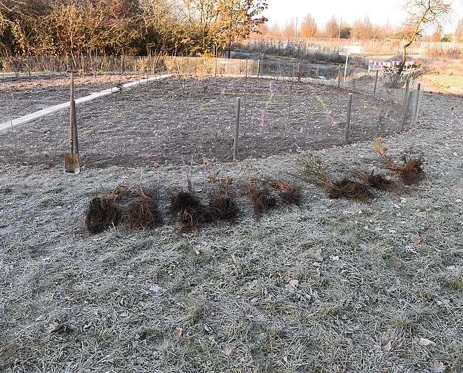 Tiny-Forest Aktion der Goethe-Universität - Die setzlinge liegen bereit