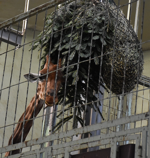 Giraffe mit Tannenbaum