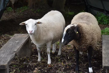 Schafe in der Schilasmühle