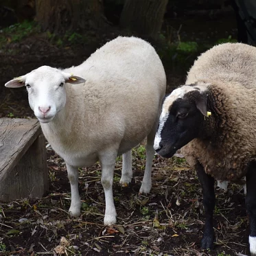 Schafe in der Schilasmühle
