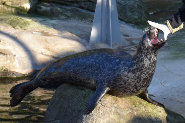 Seehund mit geöffnetem Maul