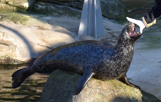 Seehund mit geöffnetem Maul