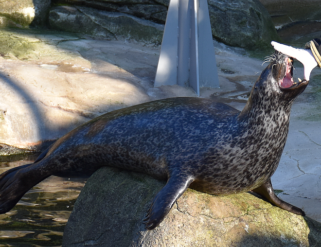 Seehund mit geöffnetem Maul