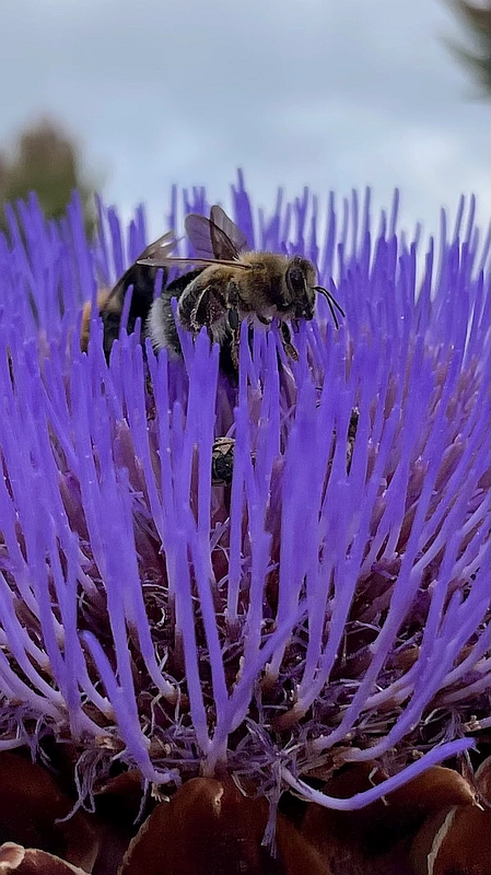Pflanze im Wissenschaftsgarten mit Bienen