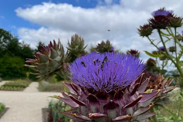 Pflanze im Wissenschaftsgarten mit Bienen