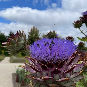 Pflanze im Wissenschaftsgarten mit Bienen
