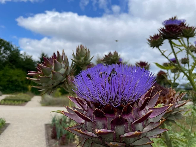 Pflanze im Wissenschaftsgarten mit Bienen