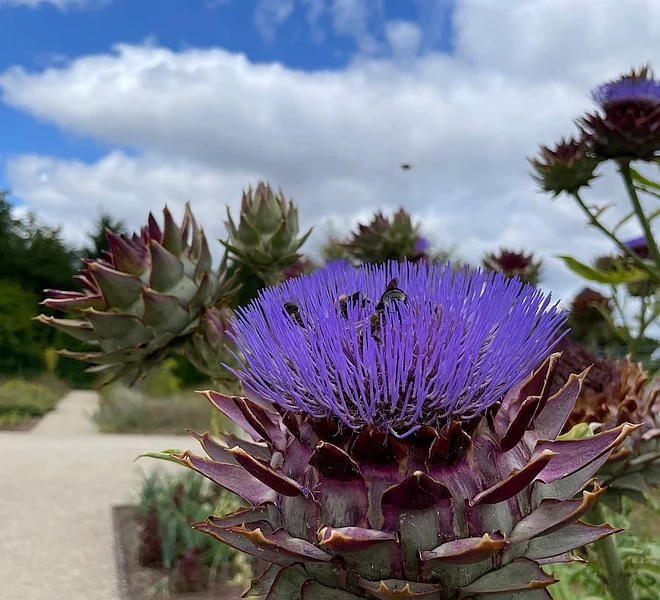 Pflanze im Wissenschaftsgarten mit Bienen