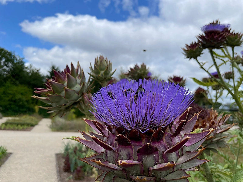 Pflanze im Wissenschaftsgarten mit Bienen