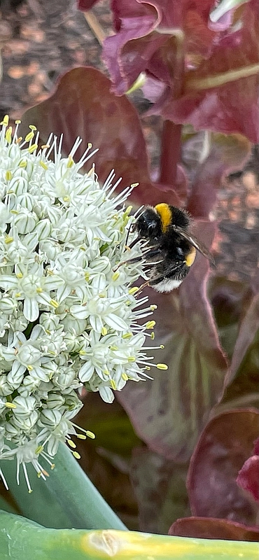 Pflanze im Wissenschaftsgarten mit Hummel