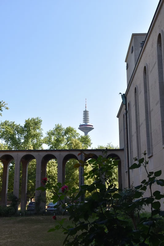 Frauenfrieden im Bann des Ginnheimer Spargels